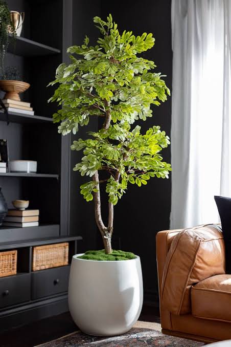 Acacia