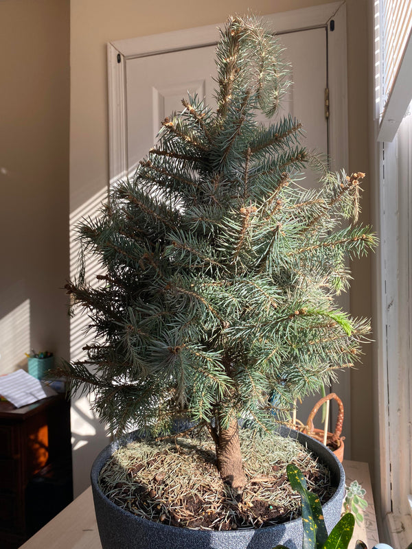 Spruce